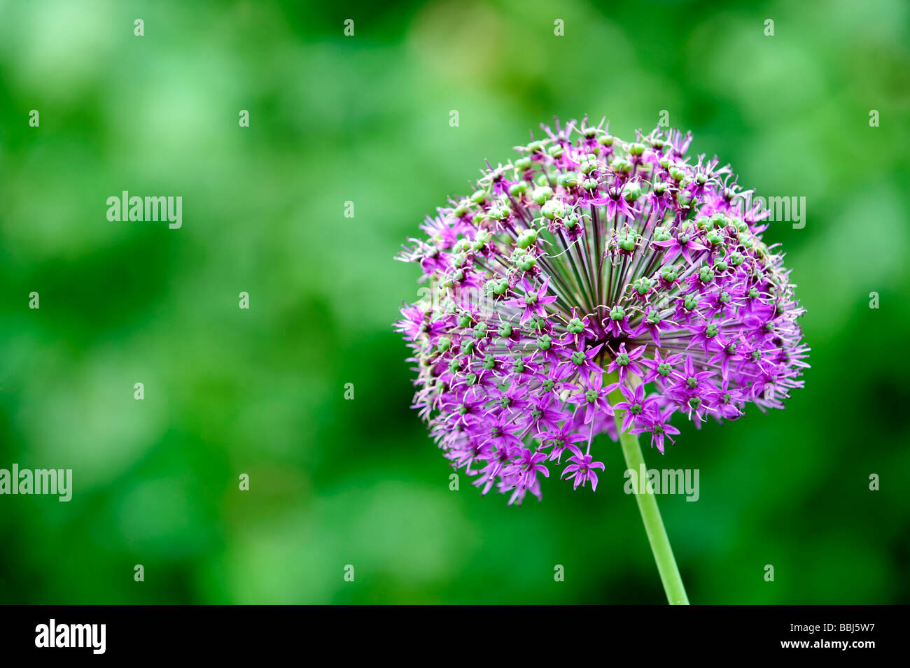 Fleurs d'Allium violet également connues sous le nom d'ail hollandais (Allium aflatunense) Banque D'Images