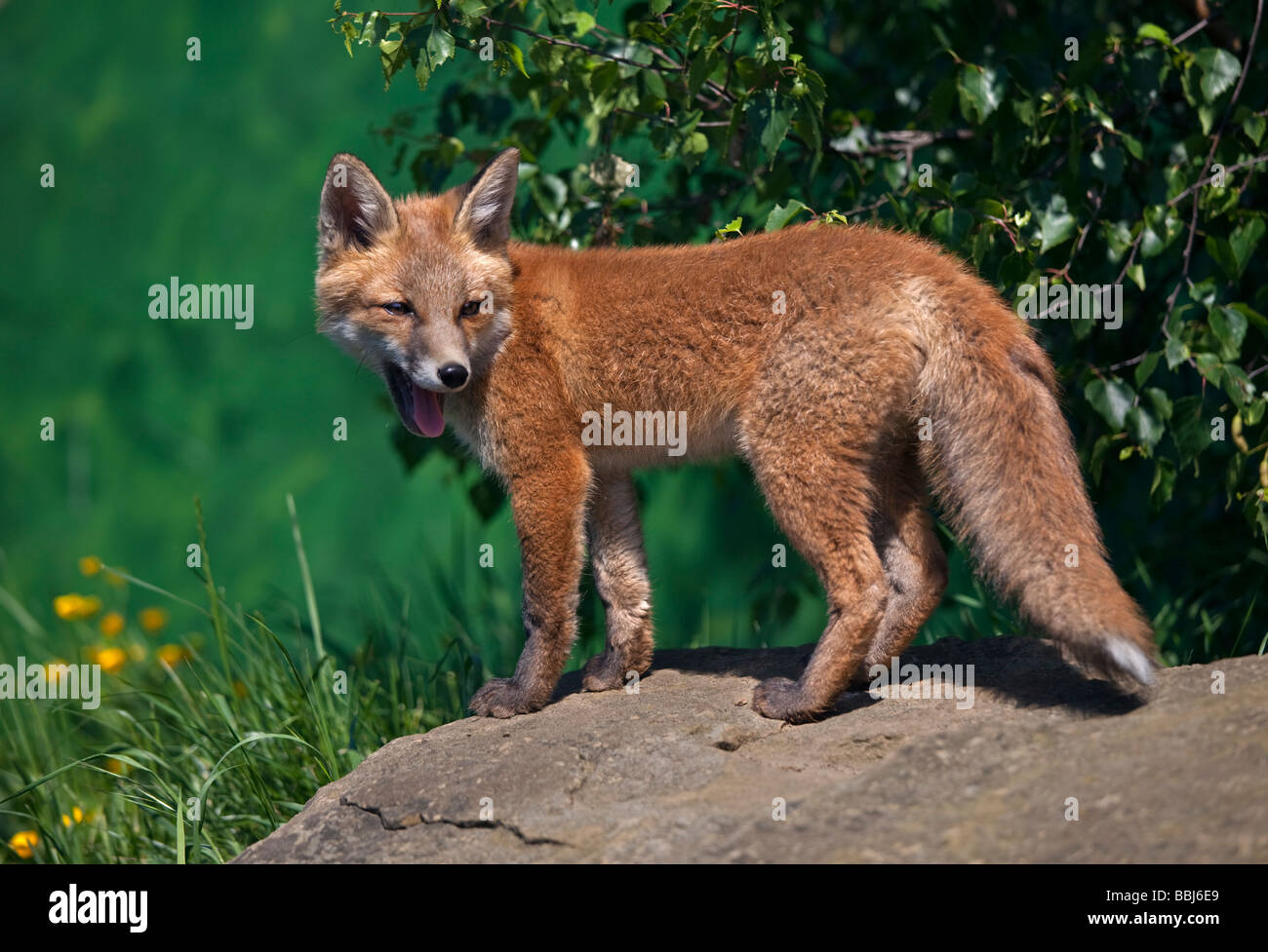 Européenne juvéniles Red Fox (Vulpes vulpes) Banque D'Images