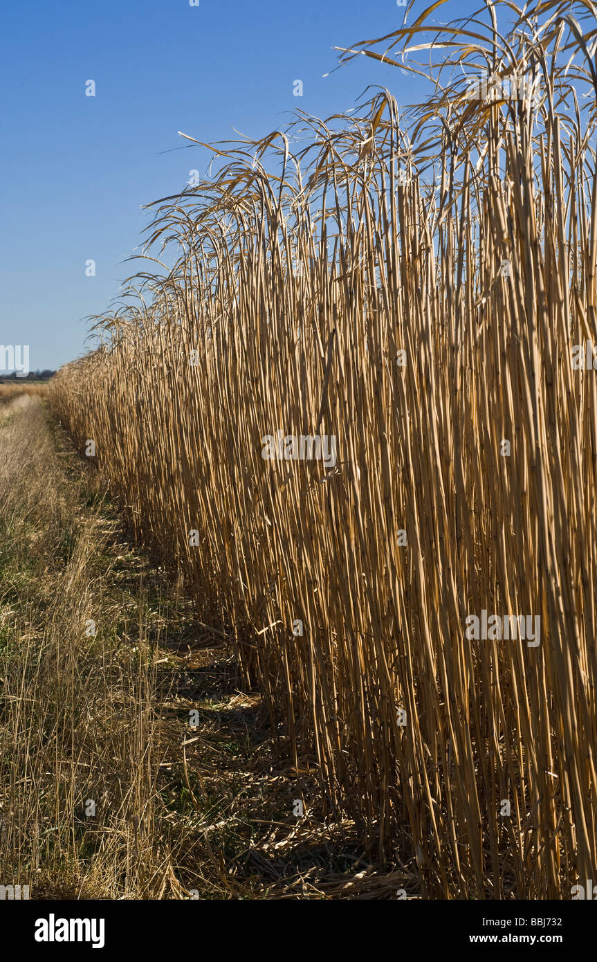 La BIOMASSE Miscanthus dh UK Grande-bretagne Elephant grass champ récolte l'énergie renouvelable biocarburants Yorkshire Banque D'Images