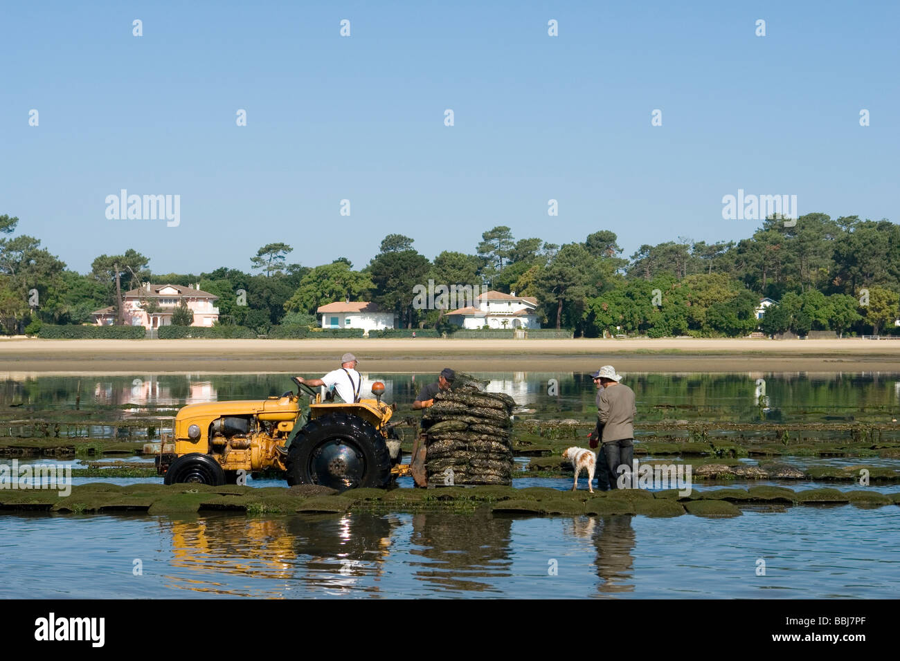 Les producteurs d'huîtres, de travail à Hossegor (Landes - France). Ostréiculteurs au travail, à Hossegor (Landes - France). Banque D'Images