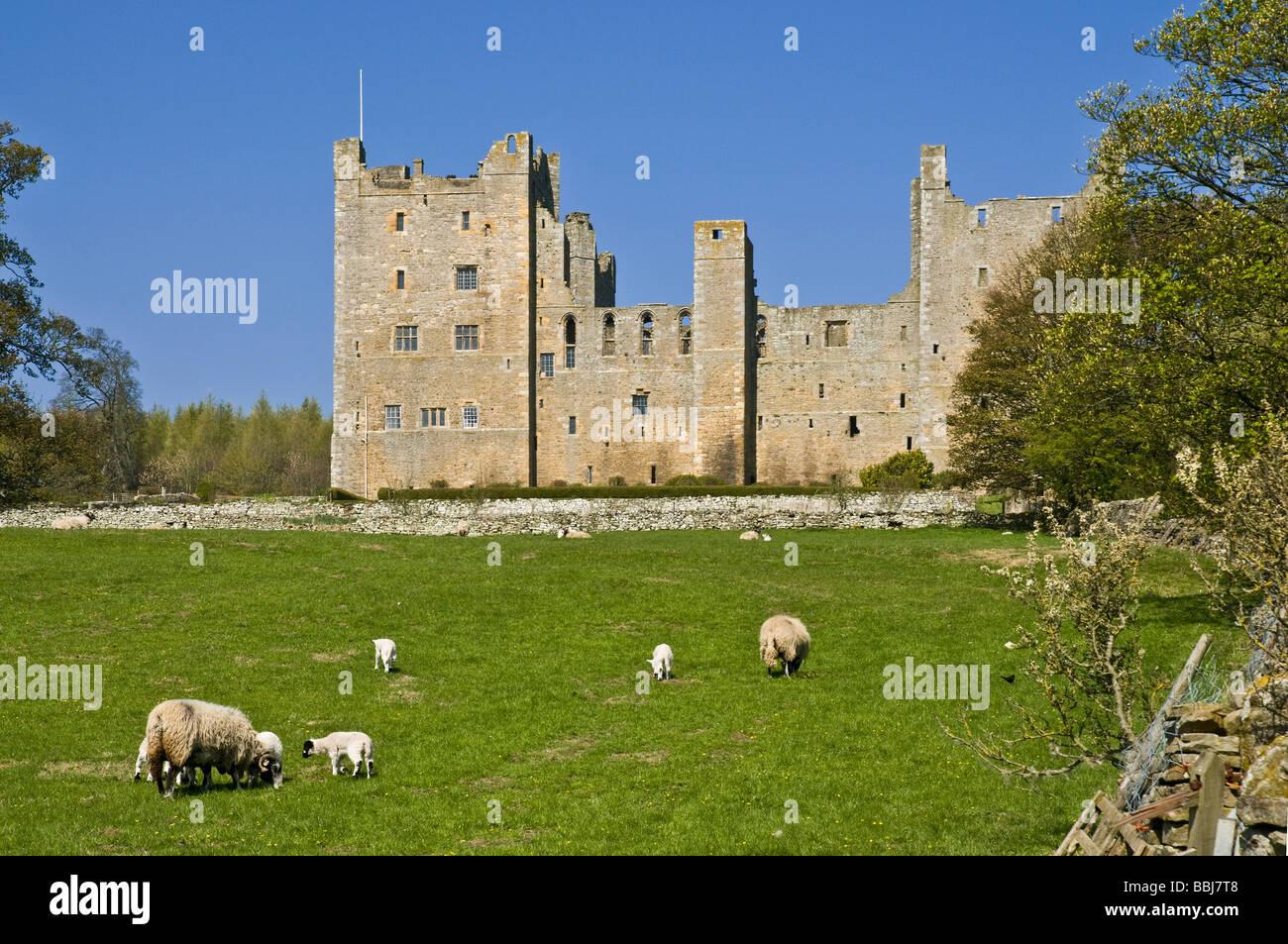Dh CHÂTEAU BOLTON NORTH YORKSHIRE château médiéval et mouton Wensleydale champ Yorkshire Dales National Park Banque D'Images