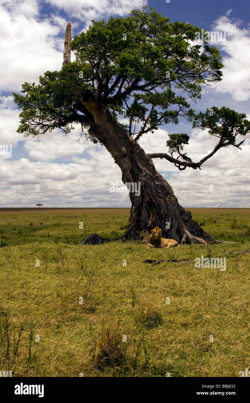 Les Lions se reposant sous arbre isolé - Masai Mara National Reserve, Kenya Banque D'Images