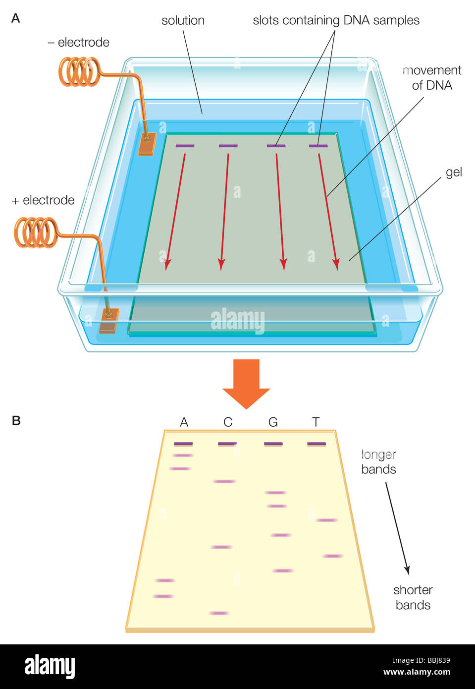 L'électrophorèse de gel utilise un champ électrique, et d'électrodes positive et négative, pour séparer les molécules d'ADN selon leur taille. Banque D'Images