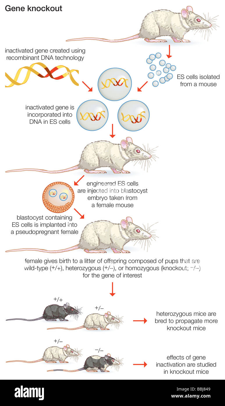 La technologie de recombinaison de l'ADN peut être utilisé pour se reproduire (homozygote) progéniture pour étudier les effets de l'inactivation de gènes. Banque D'Images