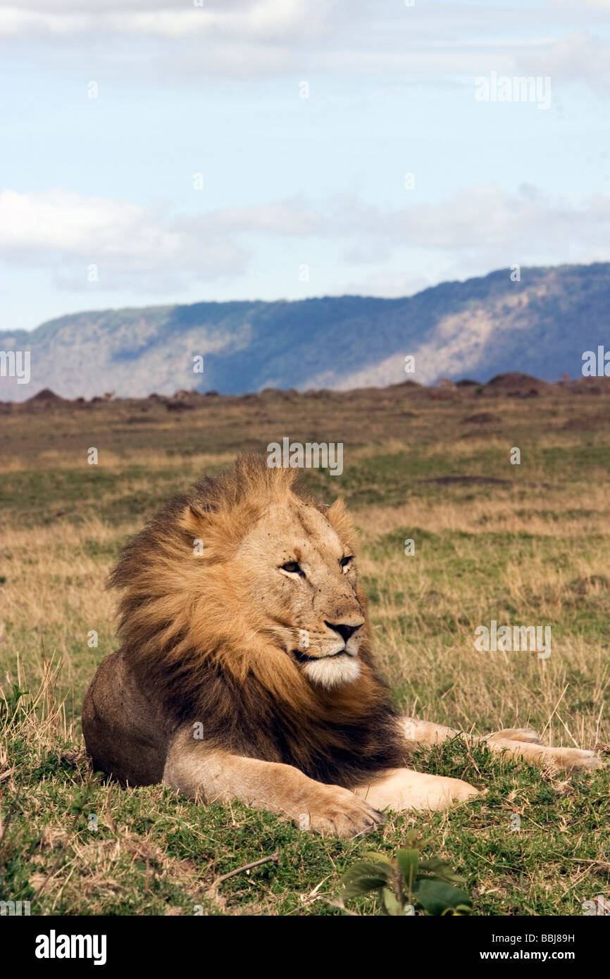 Grand mâle lion - Masai Mara National Reserve, Kenya Banque D'Images