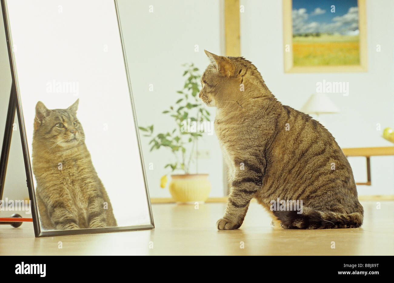 Chat regardant dans un miroir Banque de photographies et d'images à haute  résolution - Alamy