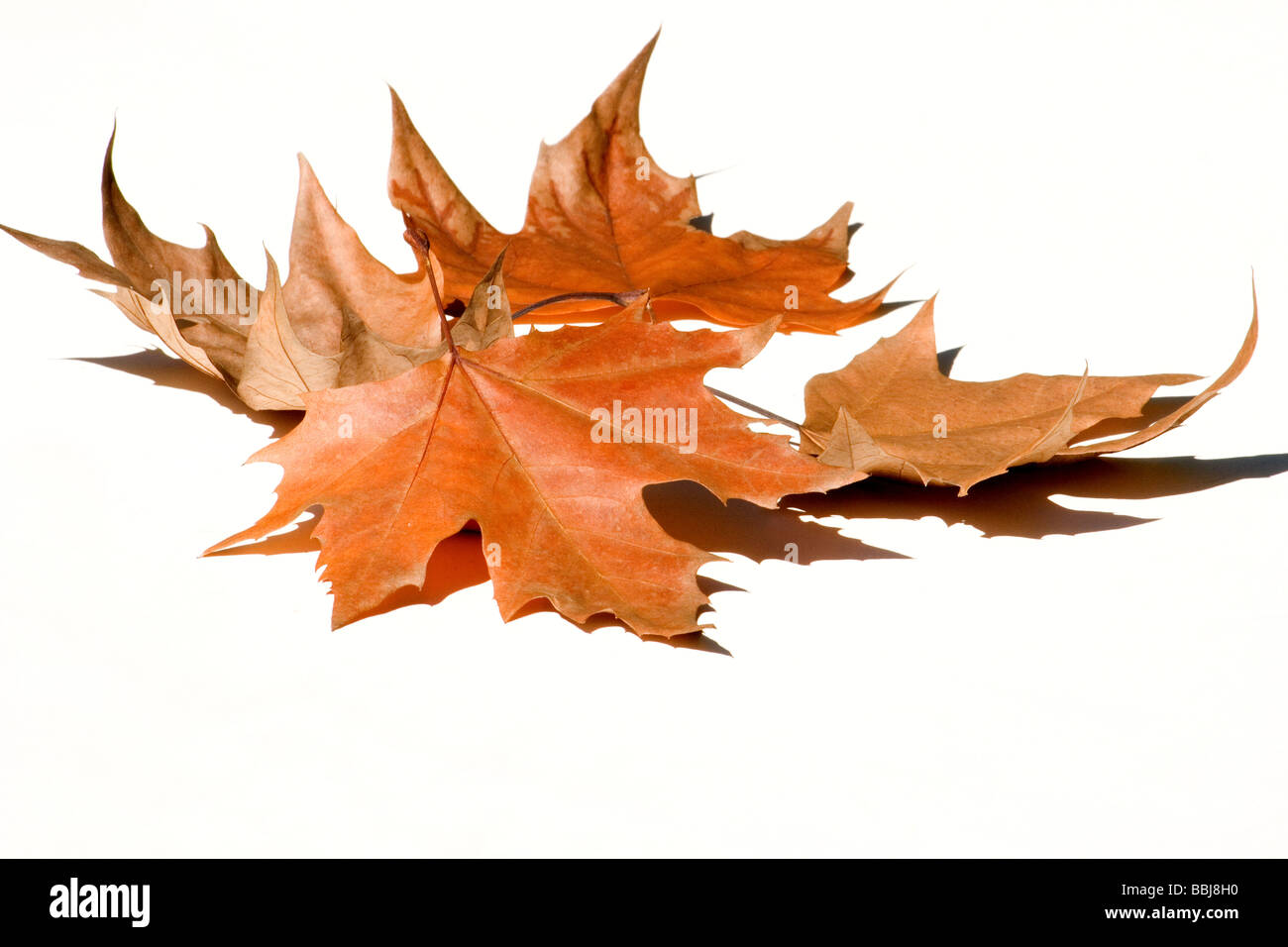 Les feuilles d'automne close-up Banque D'Images