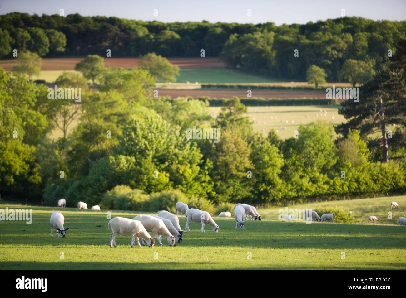 Des moutons paissant dans le soleil du soir Banque D'Images