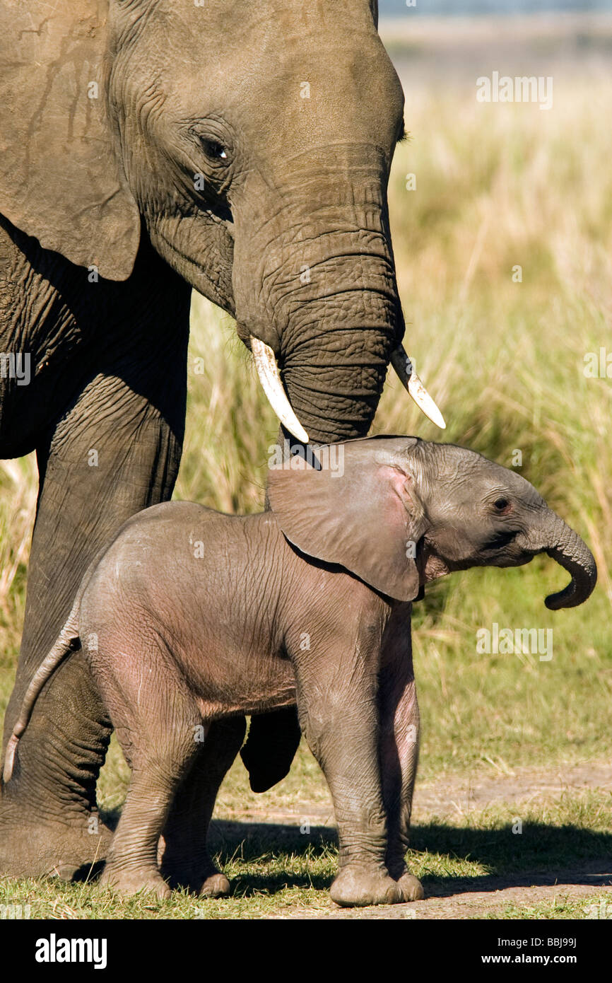 L'éléphant d'Afrique avec bébé - Masai Mara National Reserve, Kenya Banque D'Images