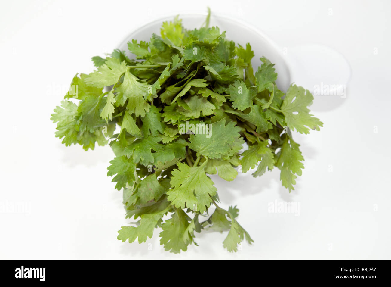 Dentelle de Coriandre frais Coriandrum sativum feuilles sur fond blanc Banque D'Images