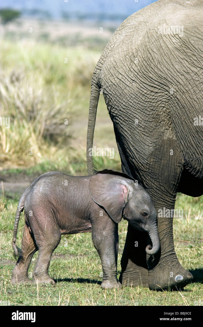Bébé éléphant africain avec la mère - Masai Mara National Reserve, Kenya Banque D'Images