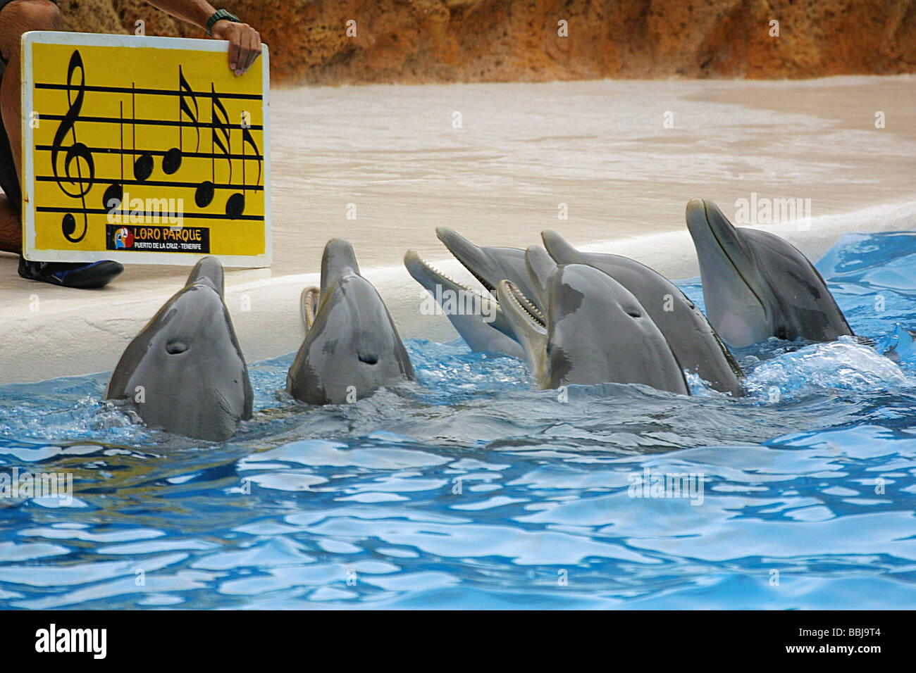 Le chant des dauphins dans un spectacle de dauphins Banque D'Images
