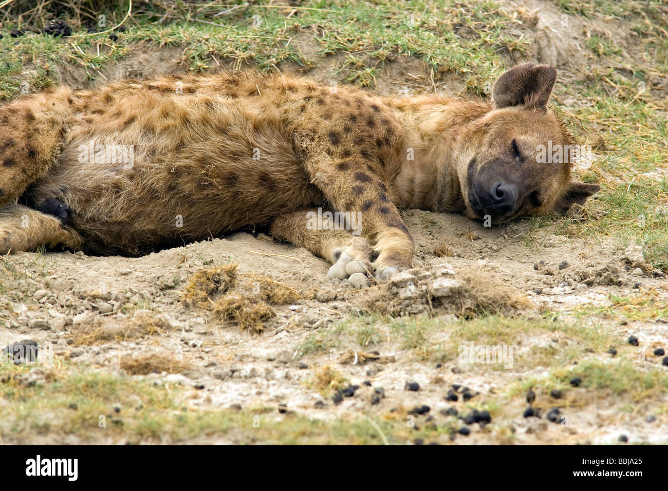 L'hyène tachetée dormir - cratère du Ngorongoro, Tanzanie Banque D'Images