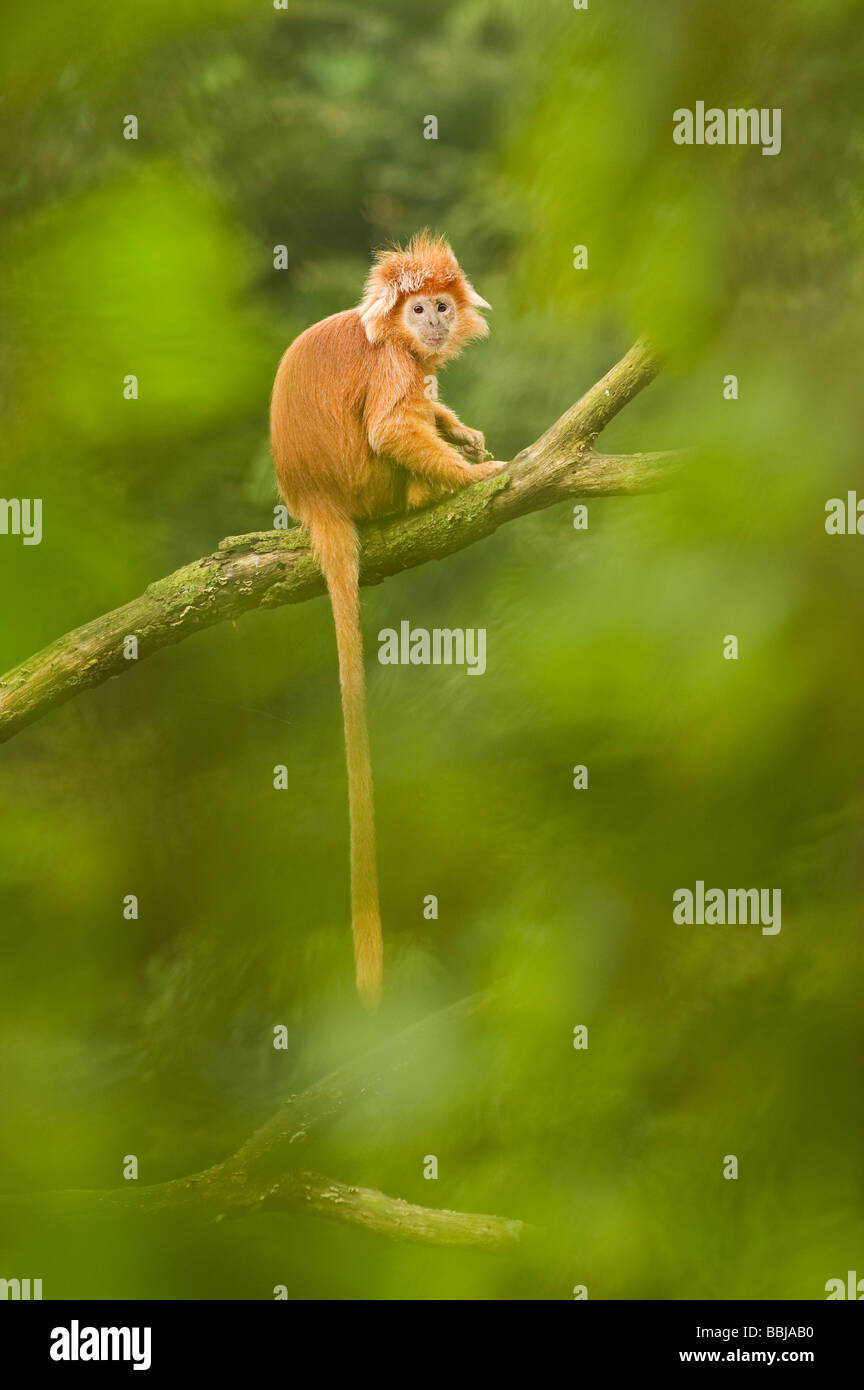 Trachypithecus auratus auratus langur de Java Apenheul captif Pays-Bas Banque D'Images