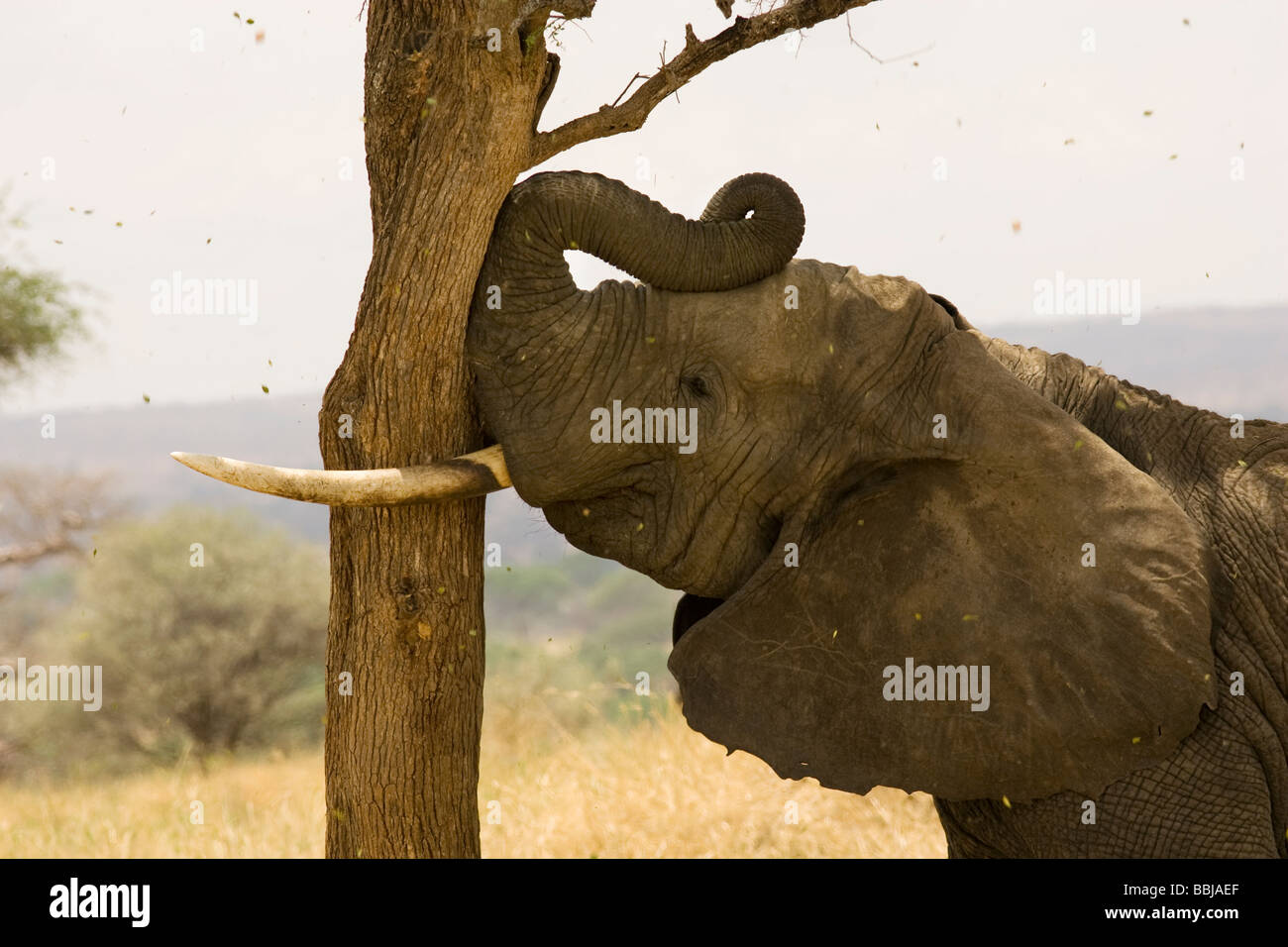 Secouer l'éléphant d'arbre pour manger les coupelles de semences - Parc national de Tarangire, Tanzanie Banque D'Images