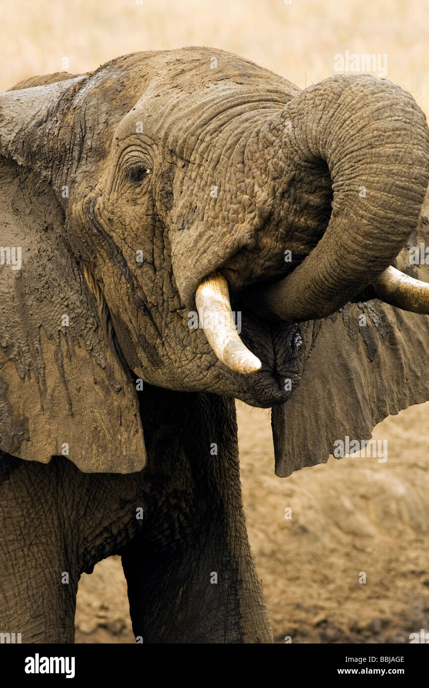 Jeune éléphant africain - Parc national de Tarangire, Tanzanie Banque D'Images