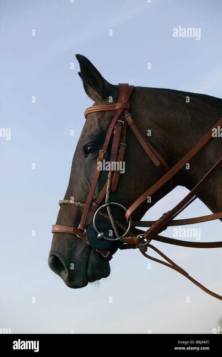 Tête d'un poney de Polo Banque D'Images