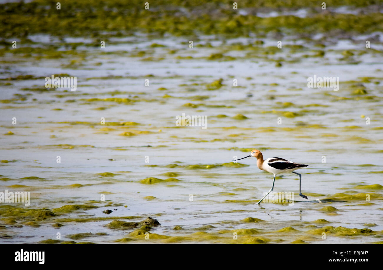 L'Avocette d'Amérique (Recurvirostra americana) en marche pour protéger son nid plein d'oeufs dans l'estuaire d'Oakland. Banque D'Images
