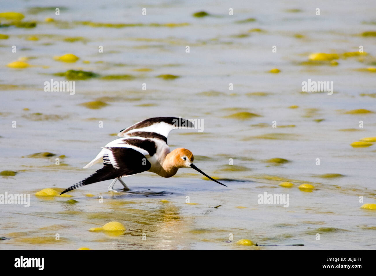 L'Avocette d'parent (Recurvirostra americana) simulez une aile cassée pour détourner les prédateurs perçu loin de son nid d'oeufs Banque D'Images