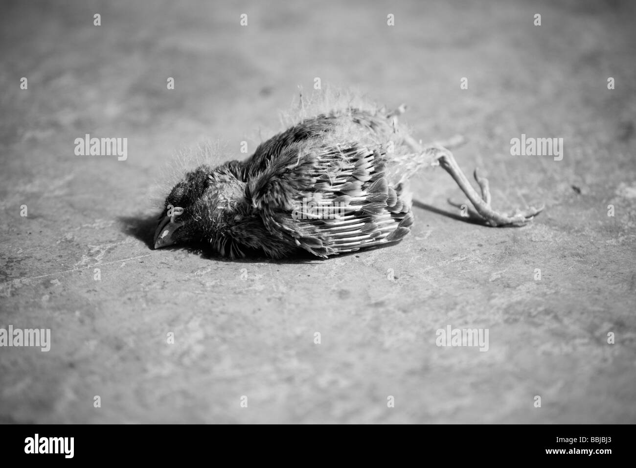 Mort des poussins de bébé Banque D'Images