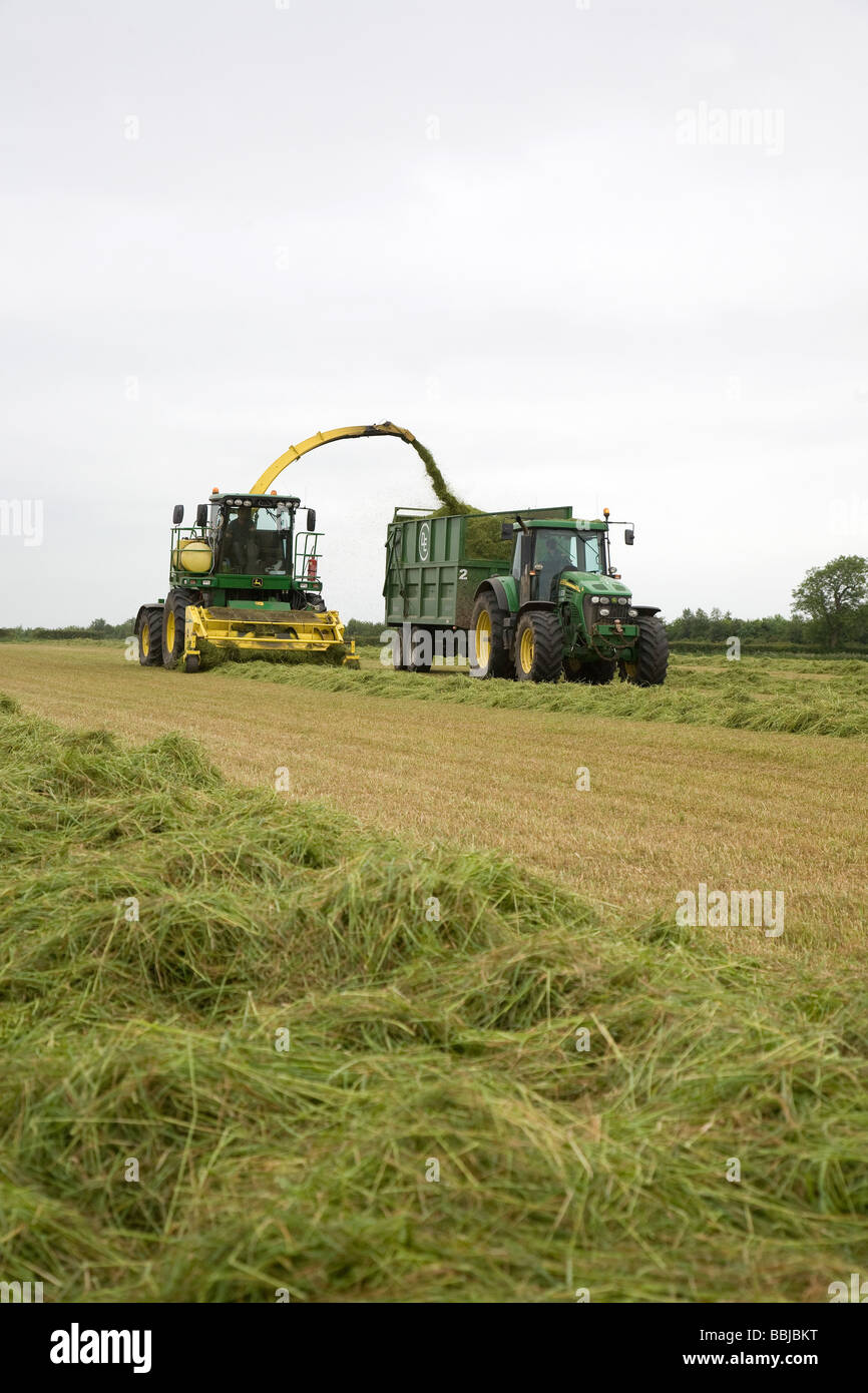 Ensileuse John Deere ensilage récolte pour nourrir les vaches laitières dans l'hiver Banque D'Images