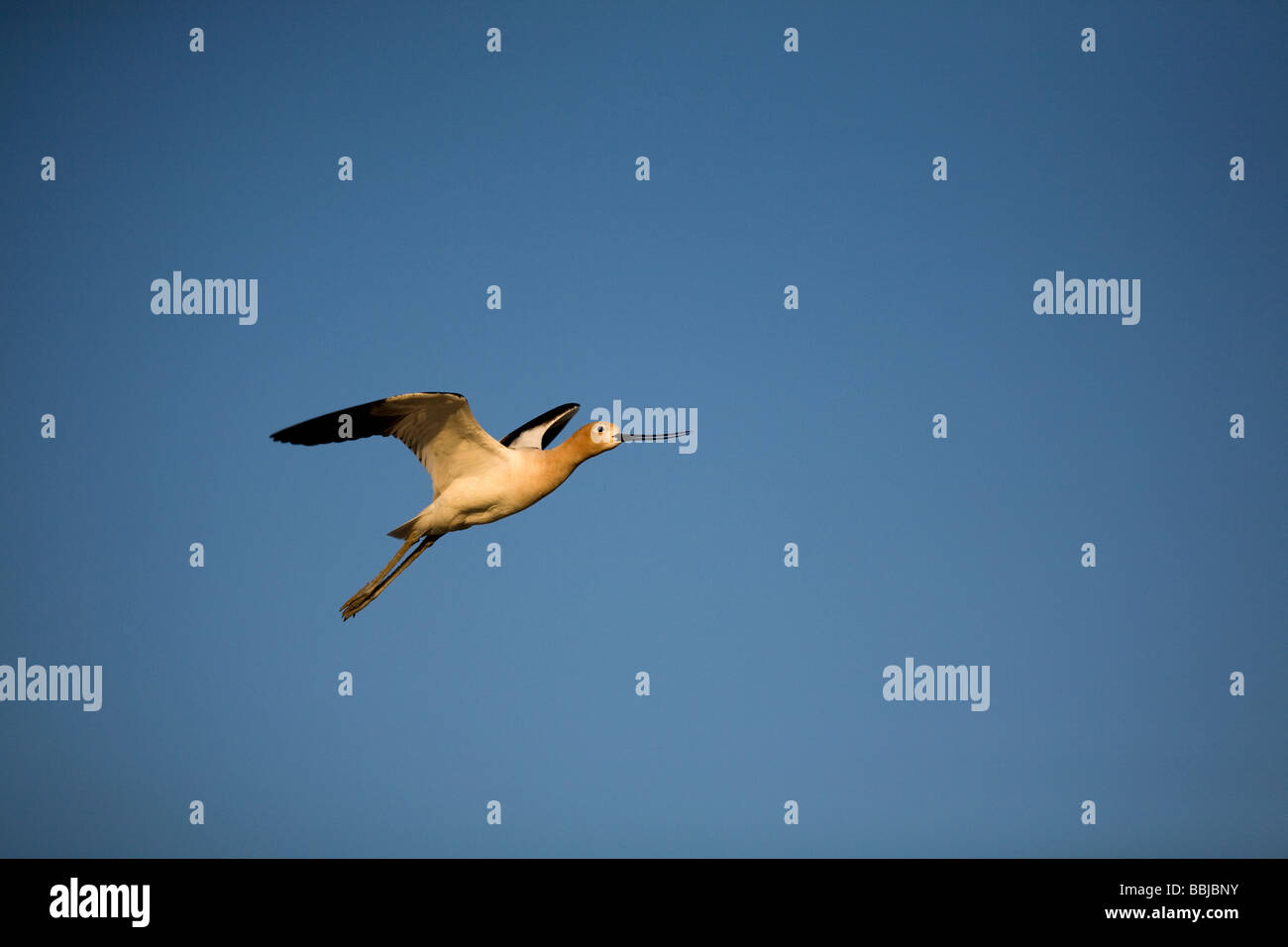 American Avocet Recurvirostra americana Banque D'Images
