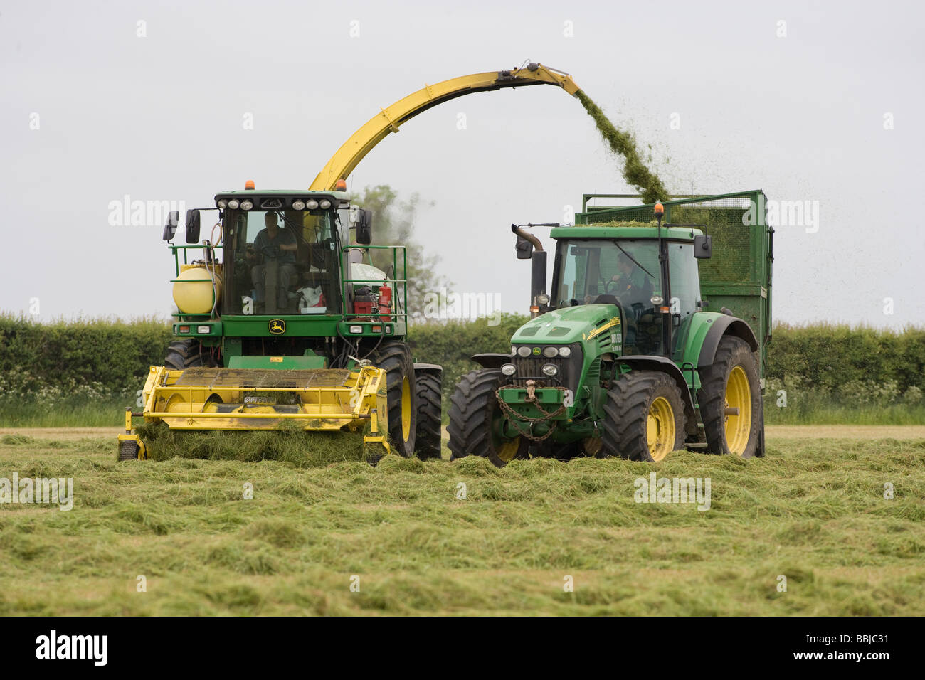 Ensileuse John Deere ensilage récolte pour nourrir les vaches laitières dans l'hiver Banque D'Images