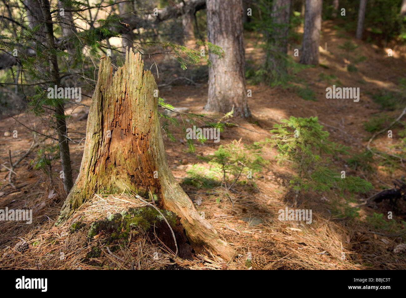 Souche d'arbre dans la forêt, le parc Algonquin, en Ontario Banque D'Images