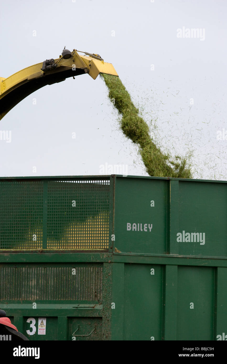 Ensileuse John Deere ensilage récolte pour nourrir les vaches laitières dans l'hiver Banque D'Images