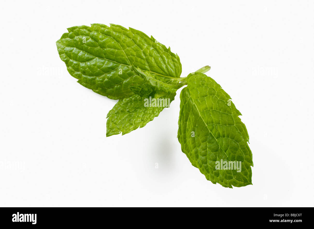 Feuilles de menthe fraîche herb Banque D'Images