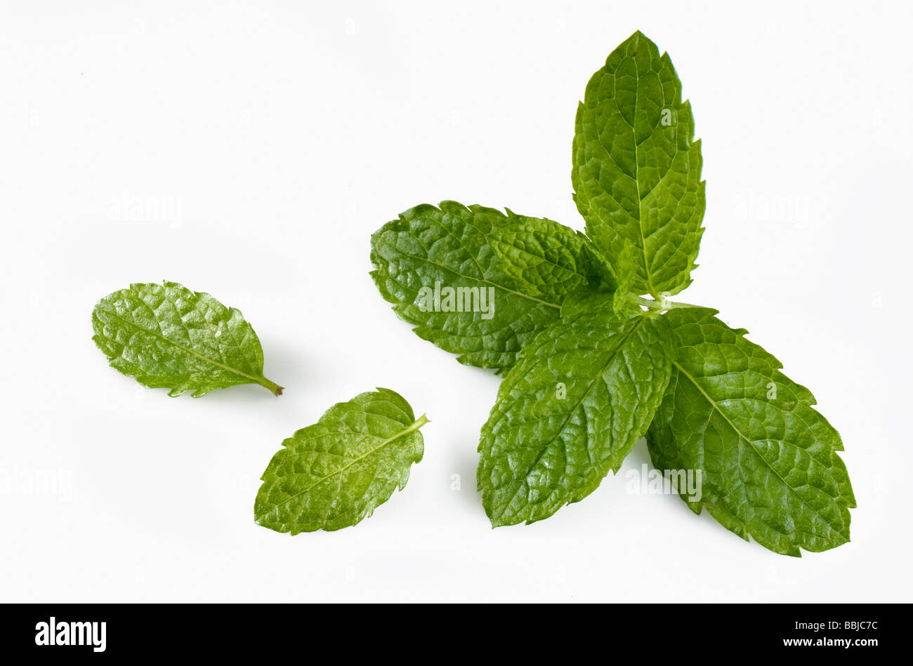 Feuilles de menthe fraîche herb Banque D'Images