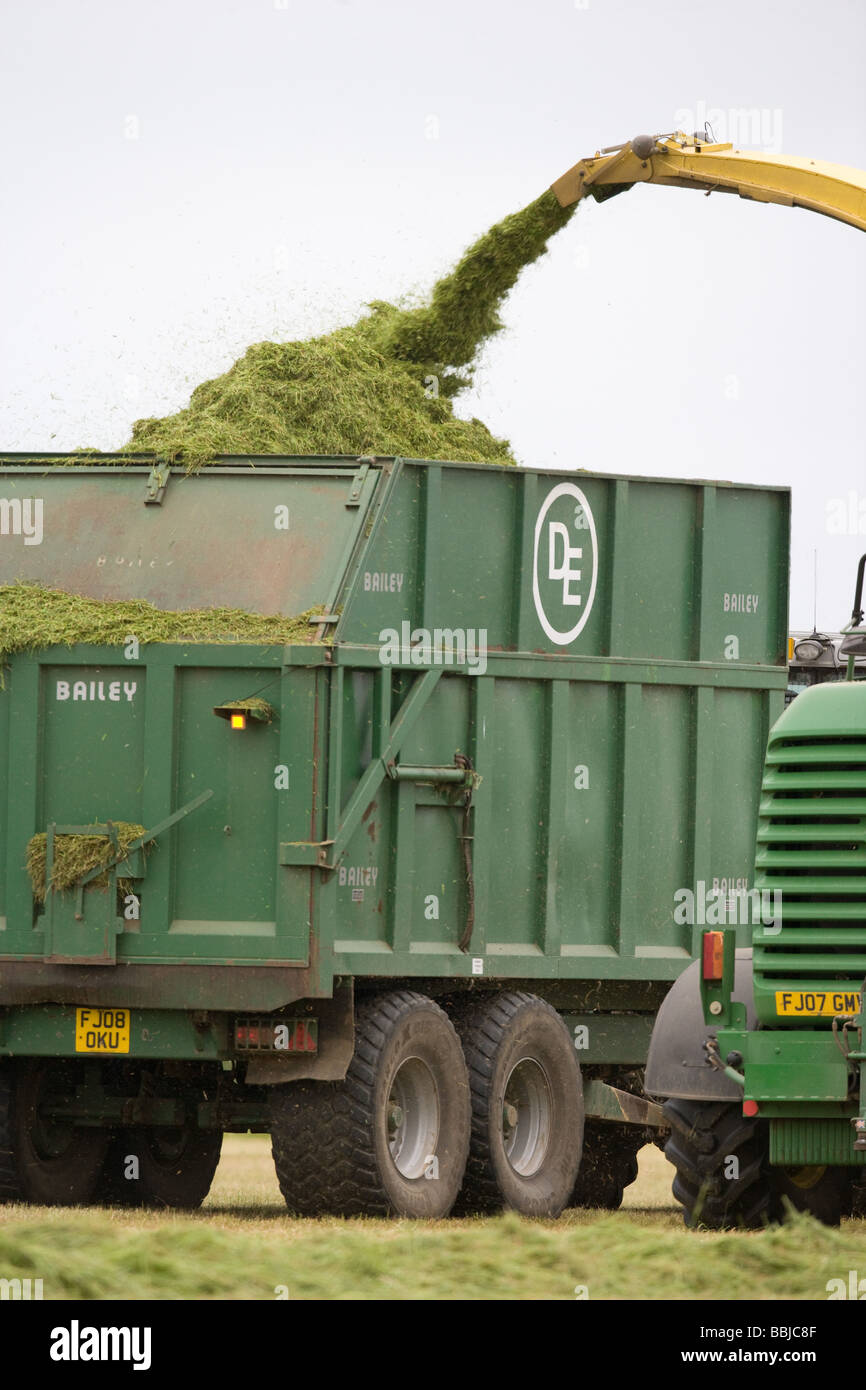 Ensileuse John Deere ensilage récolte pour nourrir les vaches laitières dans l'hiver Banque D'Images
