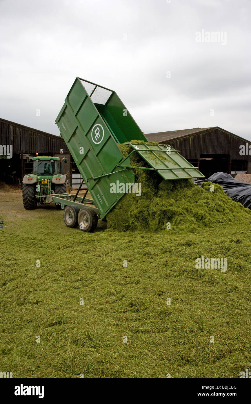 Tracteur John Deere et ensilage de basculement de remorque dans un collier pour nourrir les vaches laitières dans l'hiver Banque D'Images
