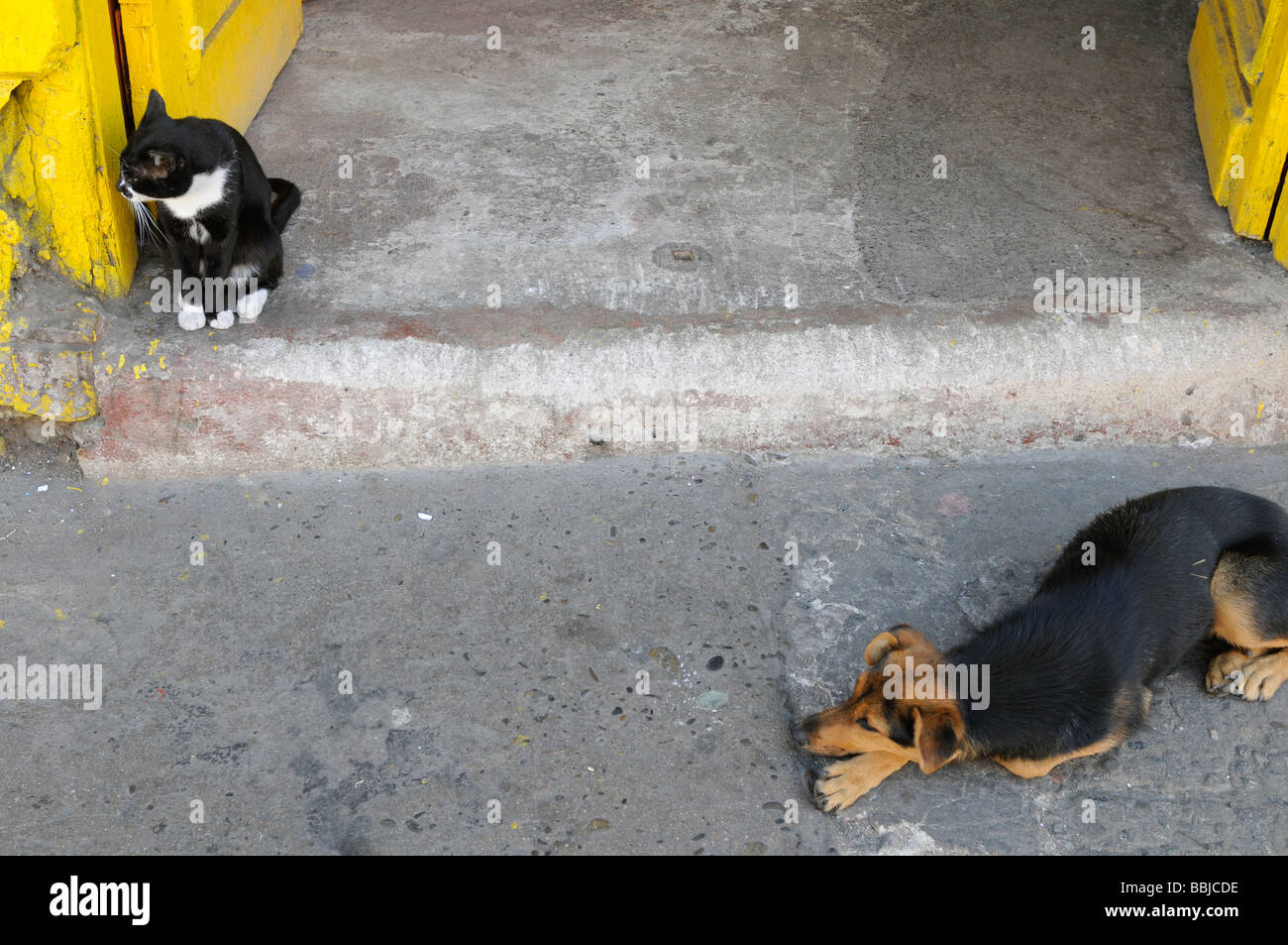 Un chien et un chat. Banque D'Images