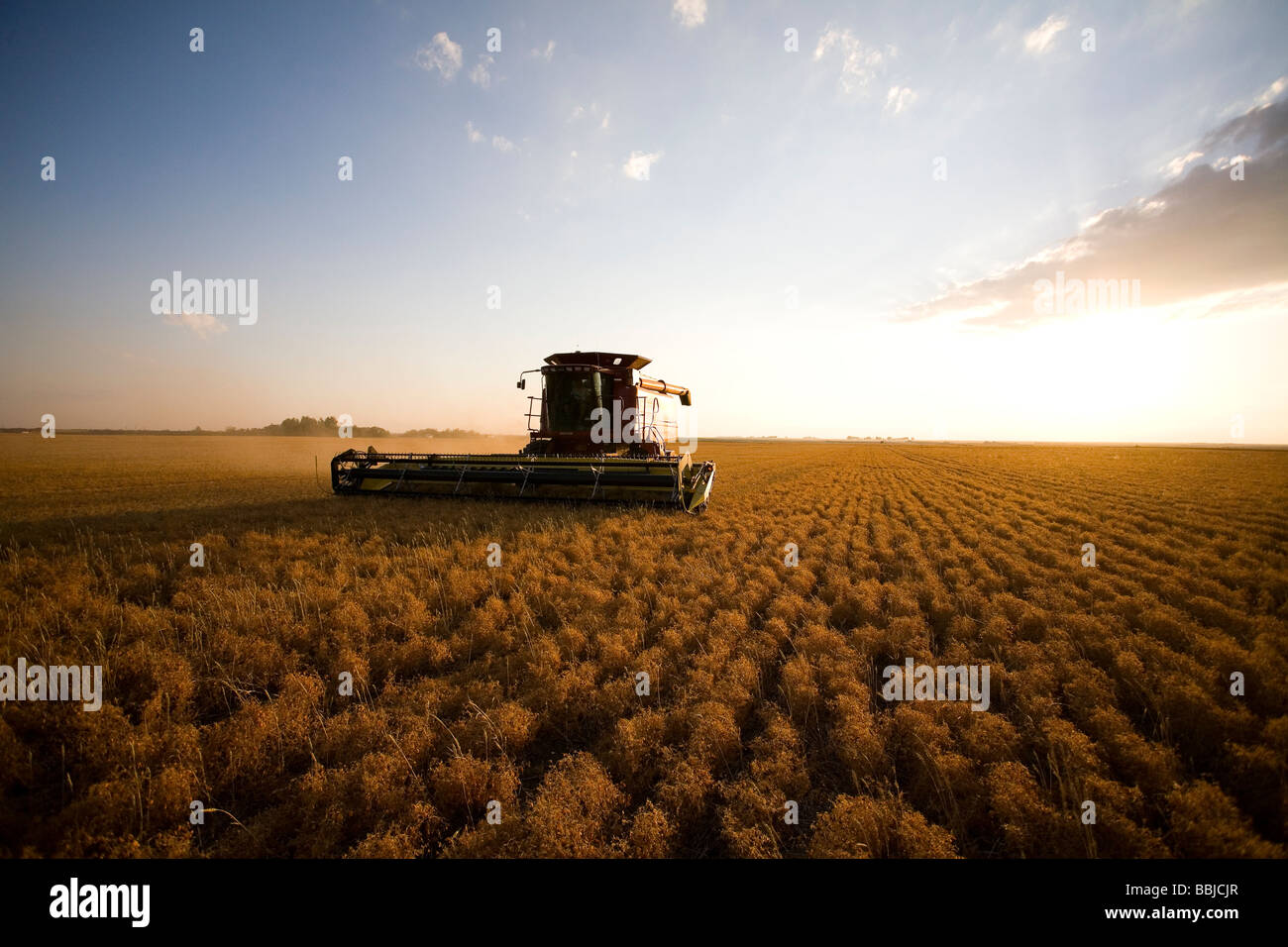 L'approche de la moissonneuse-batteuse en matière de lentilles, Saskatchewan Banque D'Images