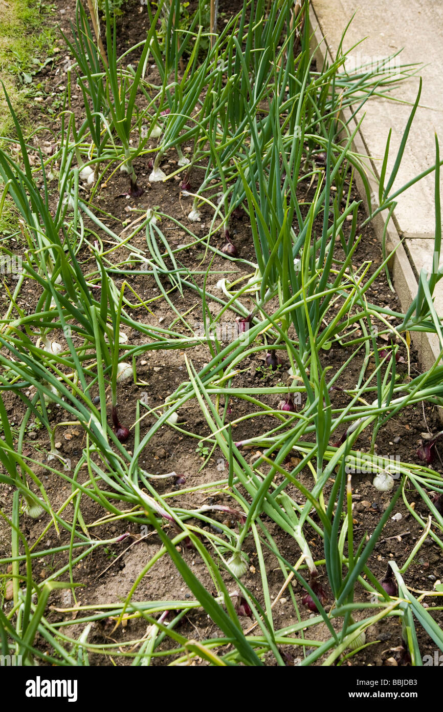 De plus en plus l'oignon dans le jardin Banque D'Images