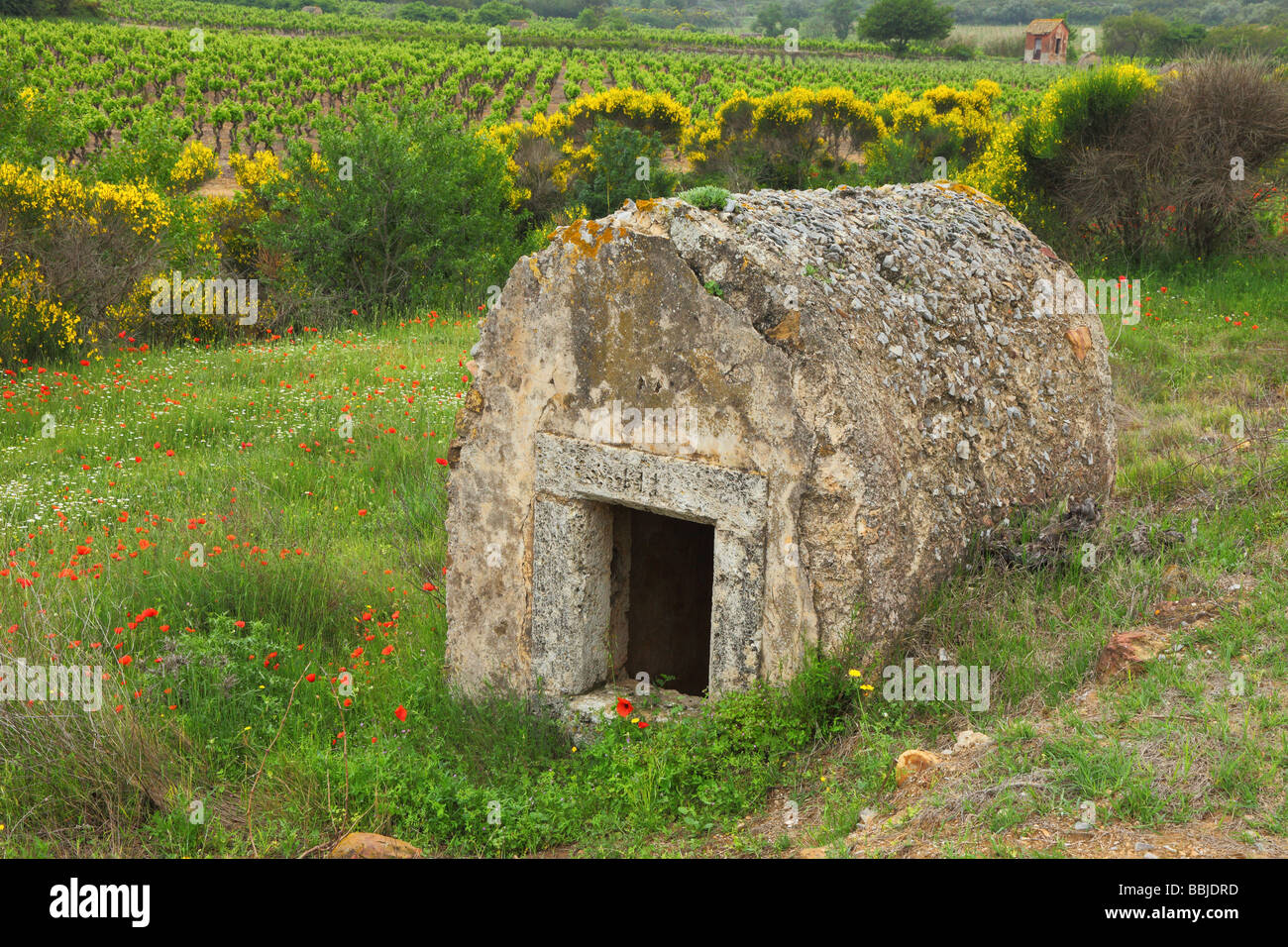Vieille cabane en pierre dans une prairie au printemps Minervois Languedoc-Rousillon France Banque D'Images
