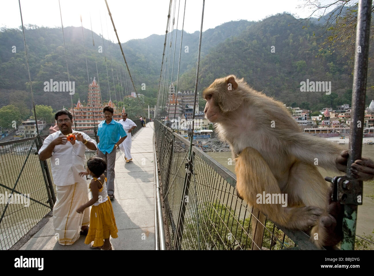 Singe à Lakshman Jhula bridge. Rishikesh. Uttarakhand. L'Inde Banque D'Images
