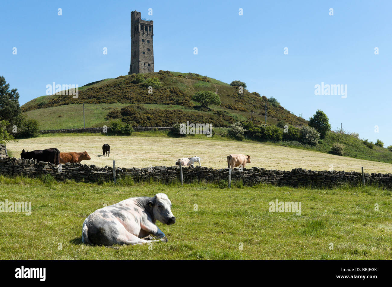 Bovins en face de la Tour de Victoria sur la colline du Château, Huddersfield, West Yorkshire, Angleterre Banque D'Images