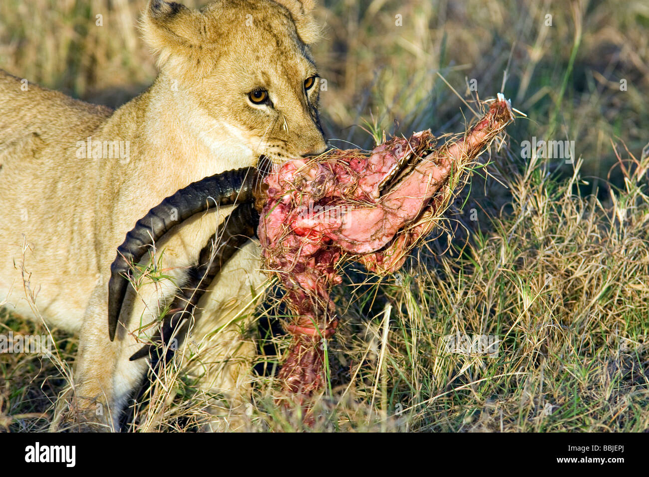 Jeune lion tenant tête de proie - Masai Mara National Reserve, Kenya Banque D'Images