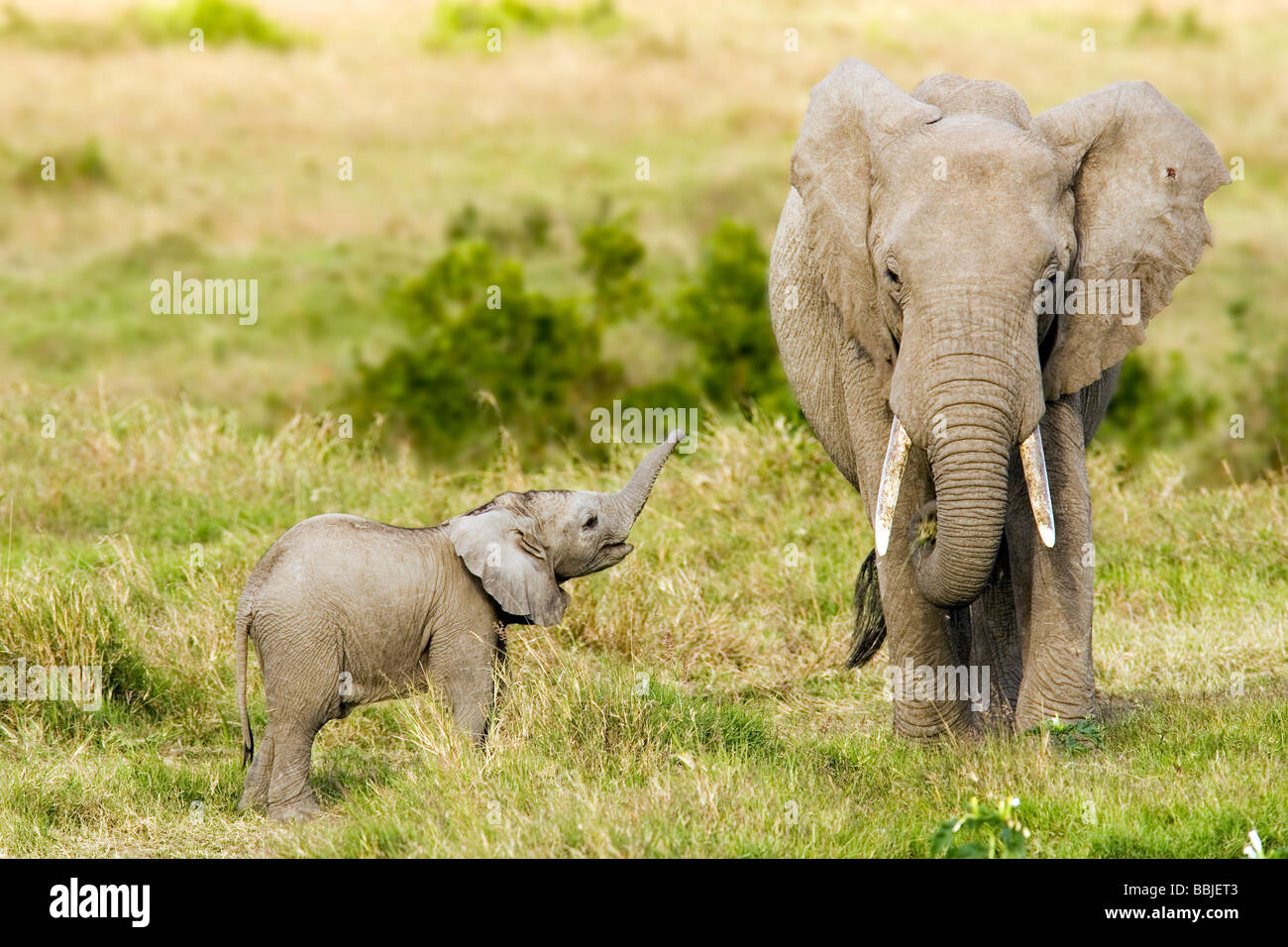 L'éléphant d'Afrique avec les jeunes - Masai Mara National Reserve, Kenya Banque D'Images