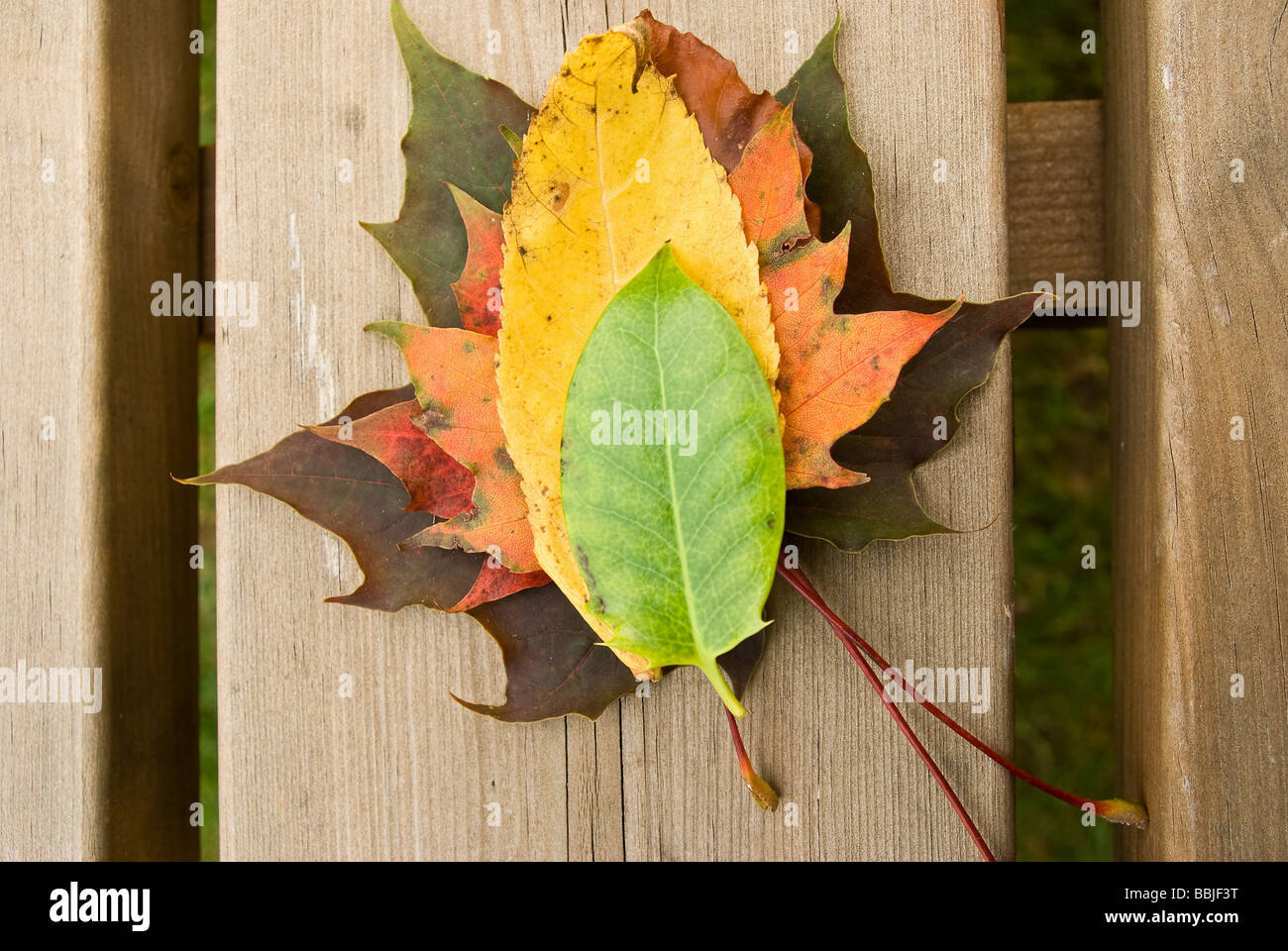 Une collection de feuilles d'automne sur un banc Banque D'Images