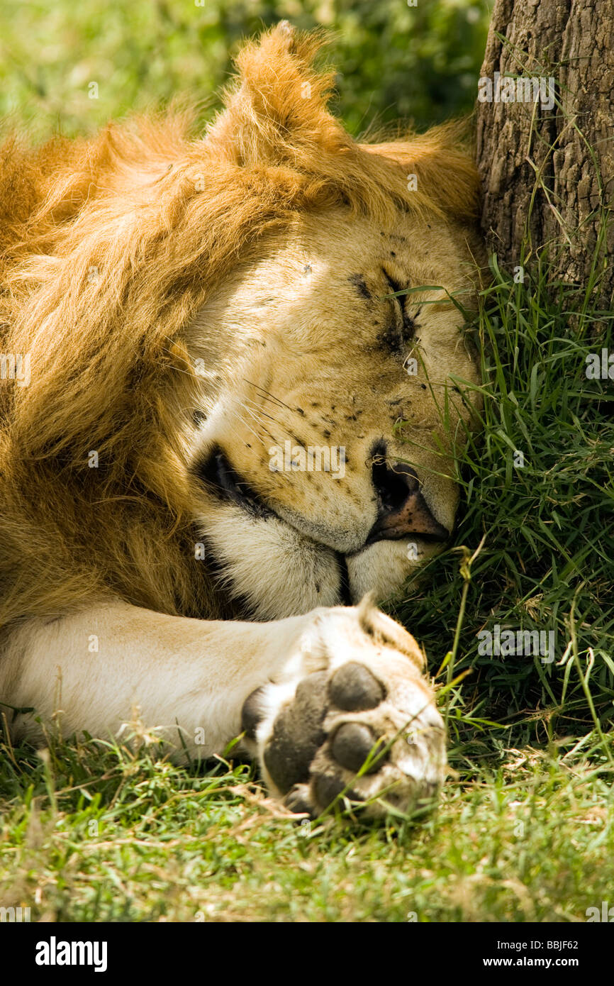 Close-up of Sleeping lion mâle contre l'arbre - Masai Mara National Reserve, Kenya Banque D'Images