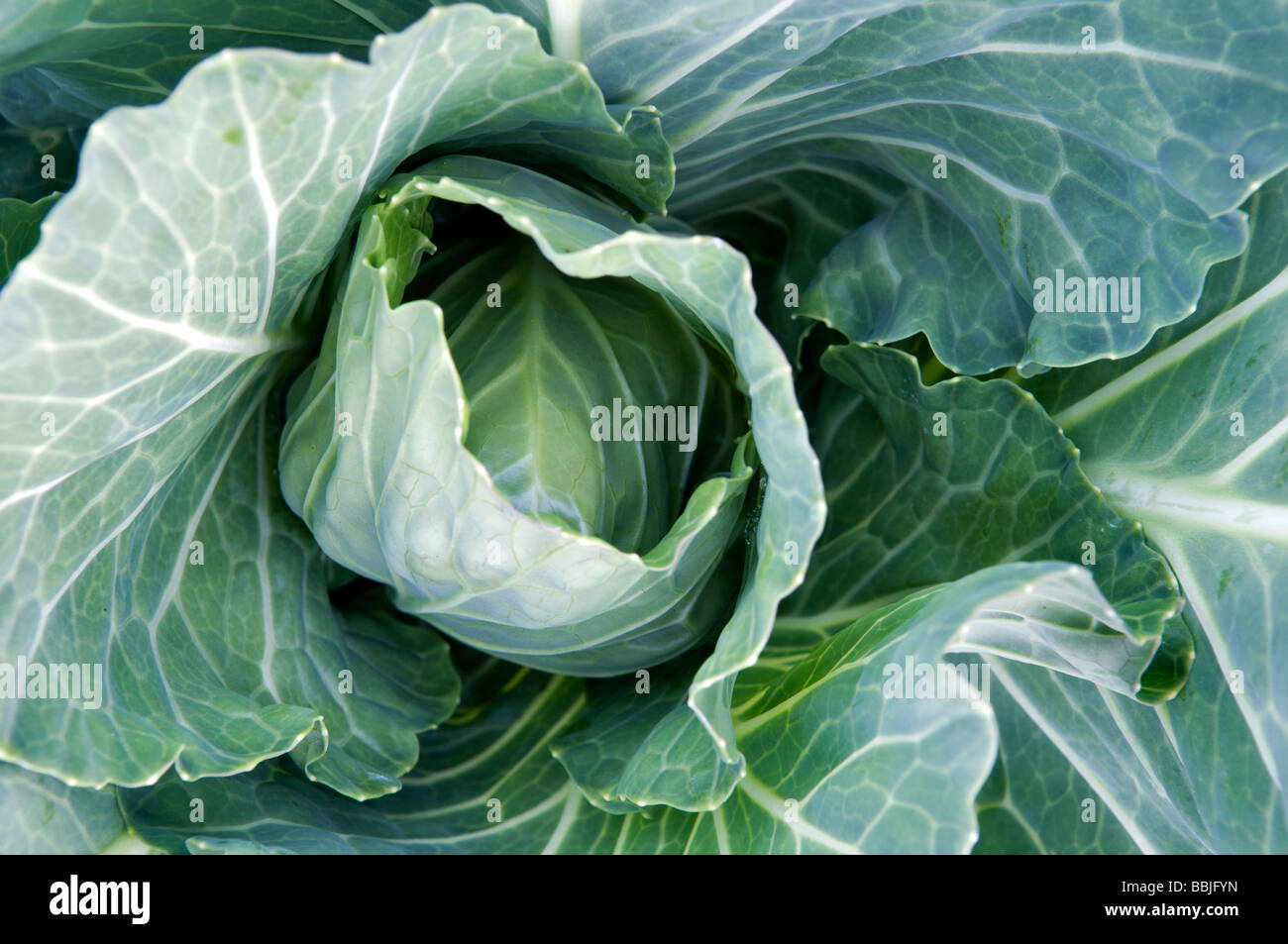Close up of organic accueil grandi de plus en plus chou vert dans jardin avec des gouttelettes d'eau sur les feuilles Banque D'Images