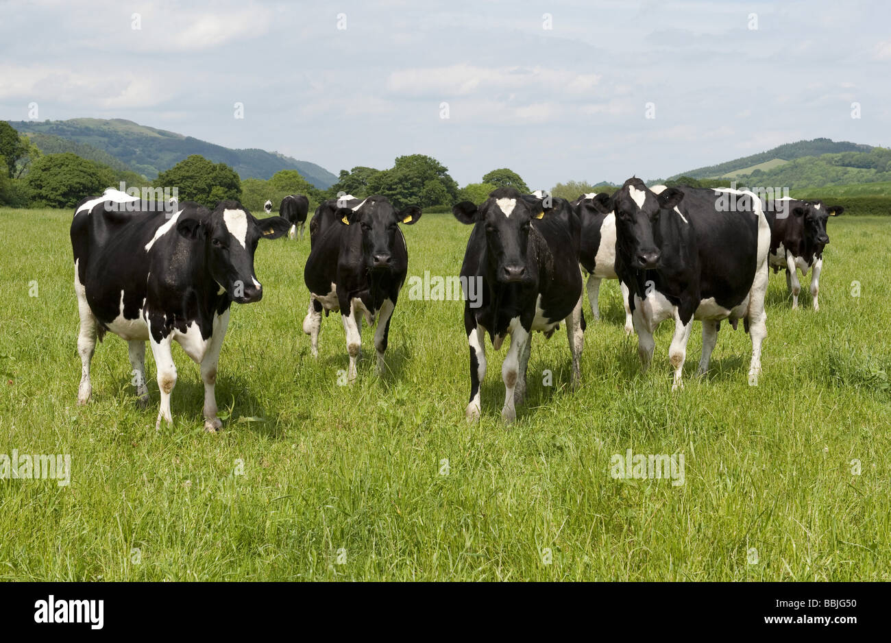 Troupeau de Holstein Friesian noir et blanc de pâturage des bovins laitiers dans domaine de l'herbe luxuriante dans sunshine Banque D'Images
