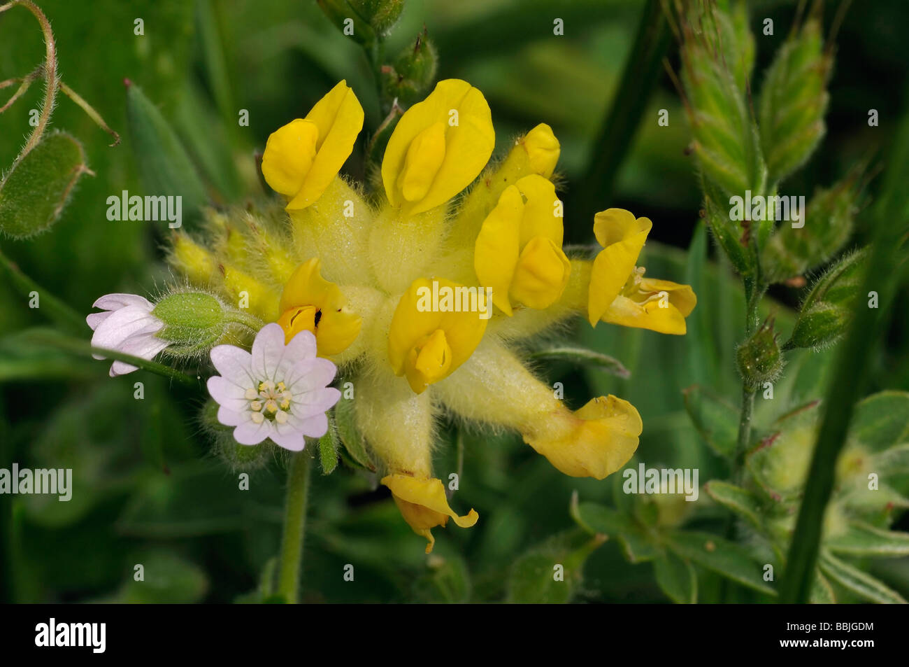 La vesce rein Anthyllis vulneraria avec l'oreille de la souris commune Cerastium fontanum Banque D'Images