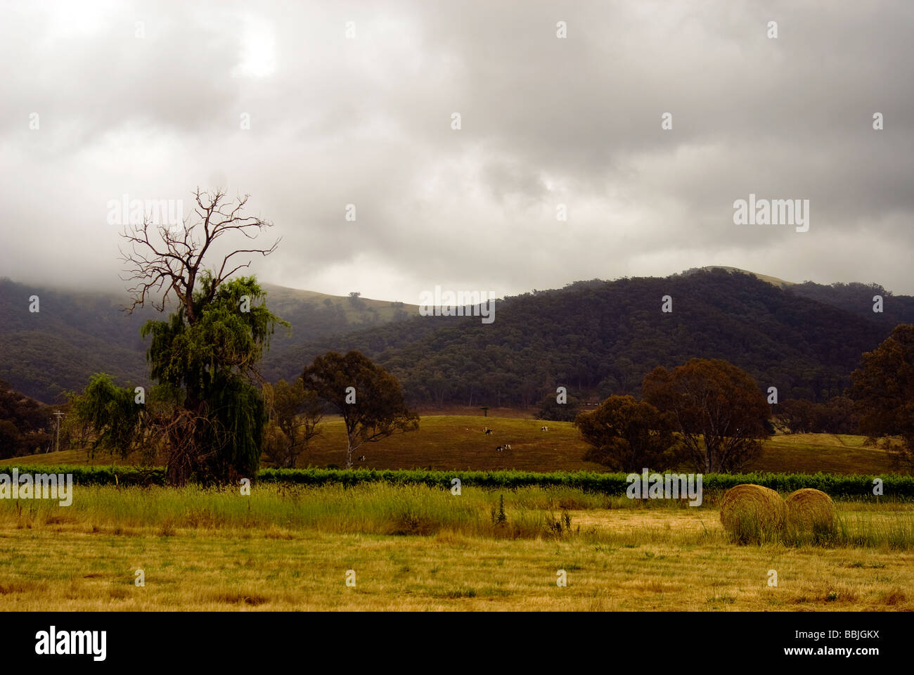 King Valley Matin Banque D'Images