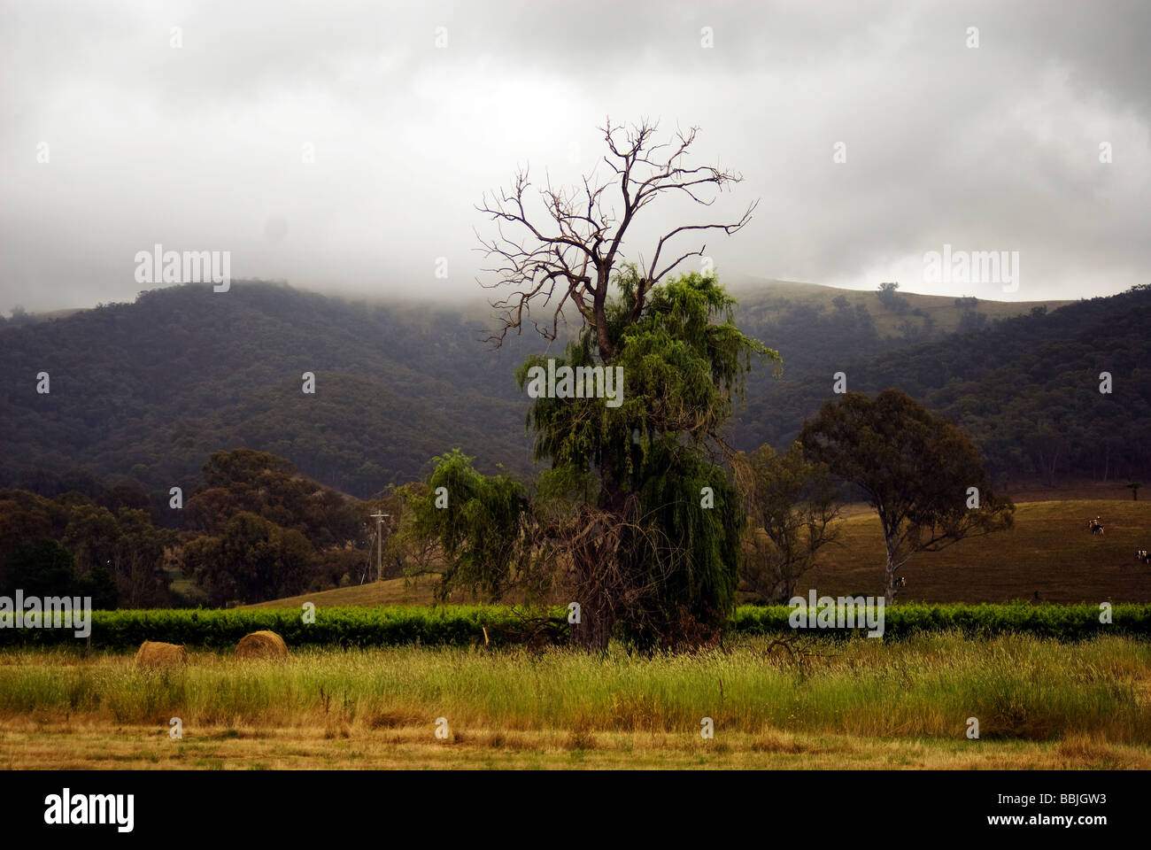 Clearing mist dans King Valley Banque D'Images