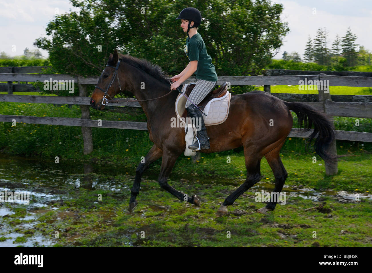 Girl riding dans une flaque d'eau sur un cheval de race Thoroughbred de la baie à un canter Banque D'Images