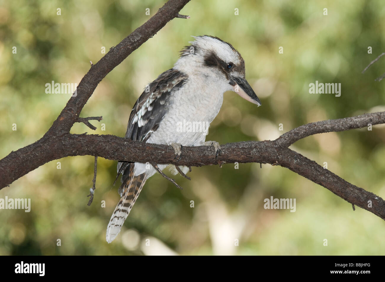 Laughing Kookaburra Dacelo novaeguineae, Australie du Sud, Banque D'Images